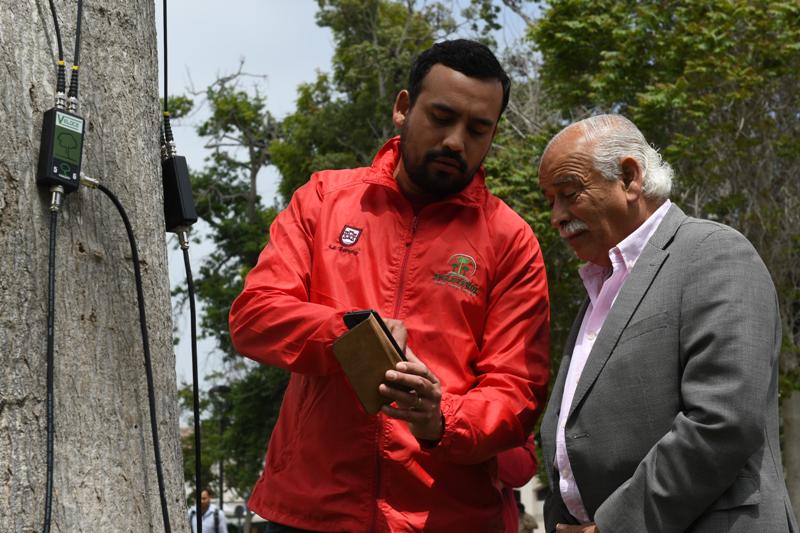 Realizan estudio de troncos de 400 árboles de La Serena | La Serena Online